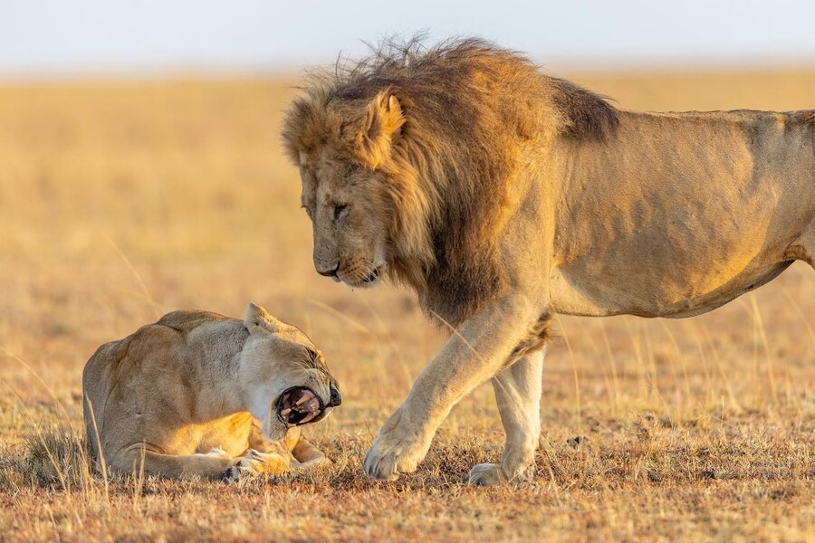 4 Days Tanzania Safari – Tarangire, Serengeti & Ngorongoro Crater