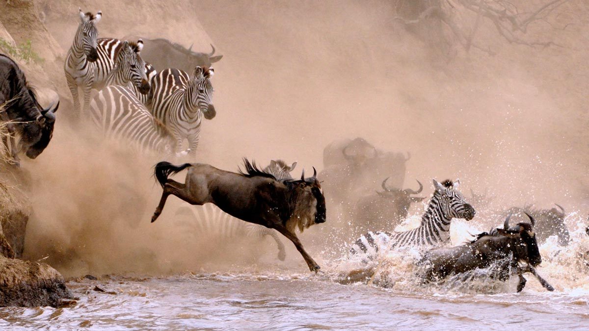 4 Days – Mara River Great Migration Safari