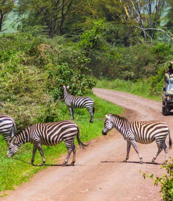 Arusha-National-Park-zebra-and-safari