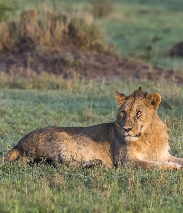 Lion-at-serengeti-National-Park