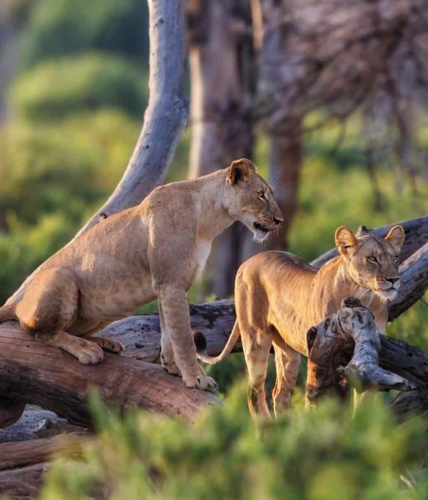 Lioness-Manyara2