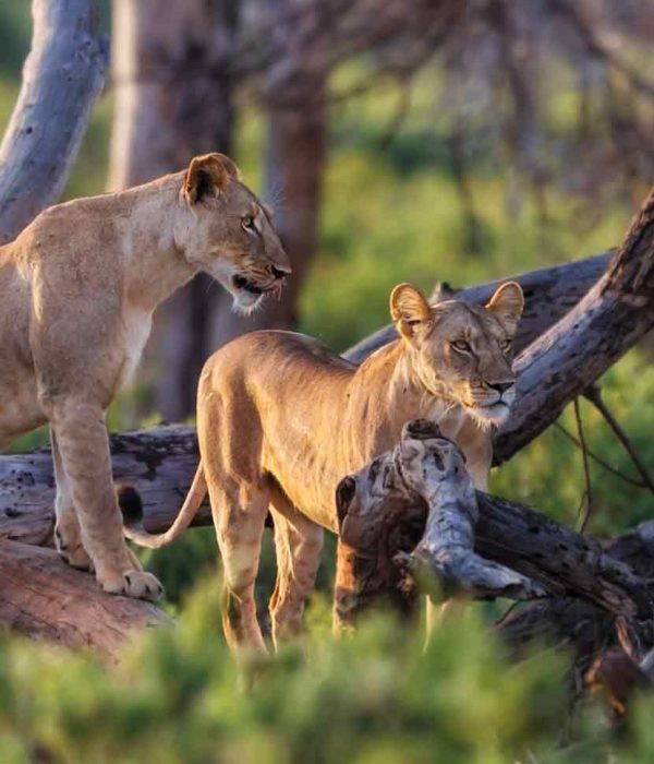 Lioness-Manyara3