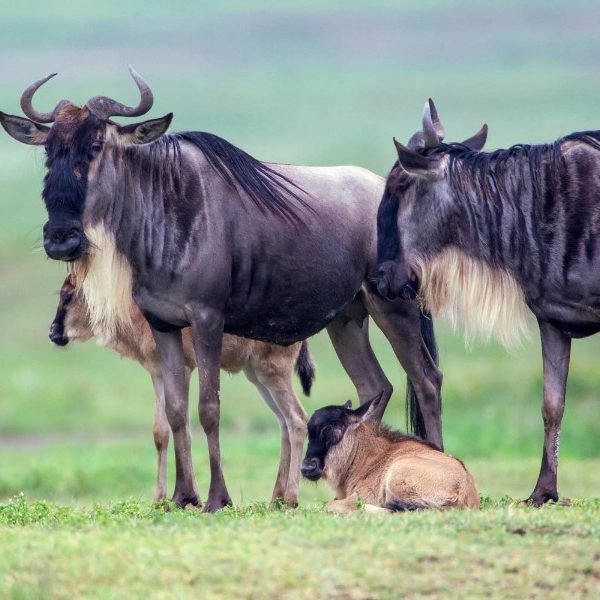 Ndutu Area