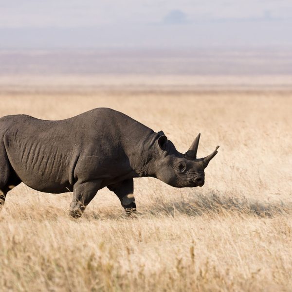 Ngorongoro-Rhino
