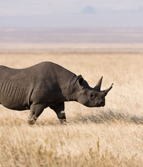 Ngorongoro-Rhino