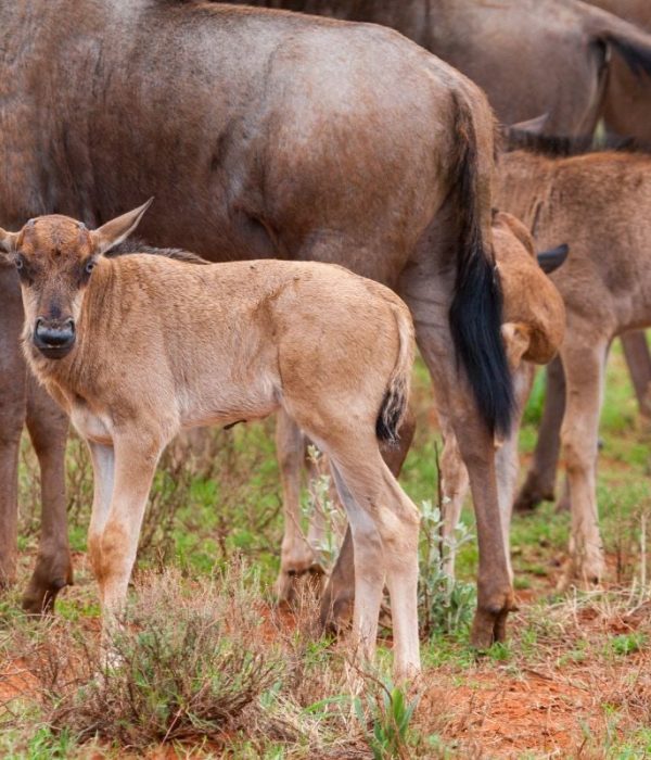 Wildebeest-Calving