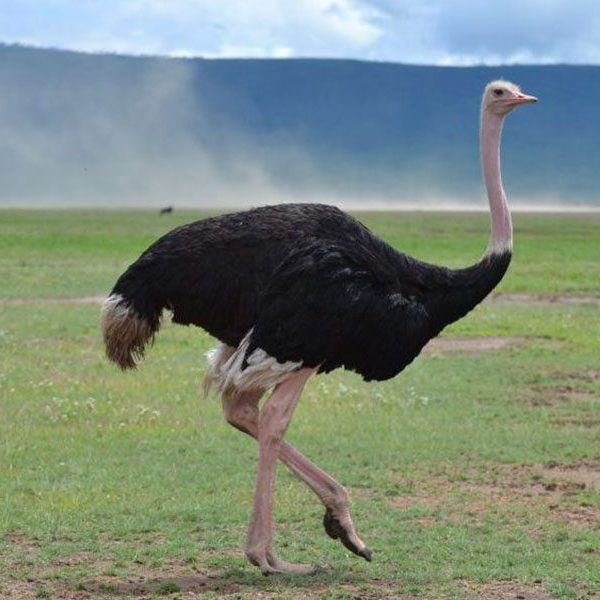 ngorongoro_crater1