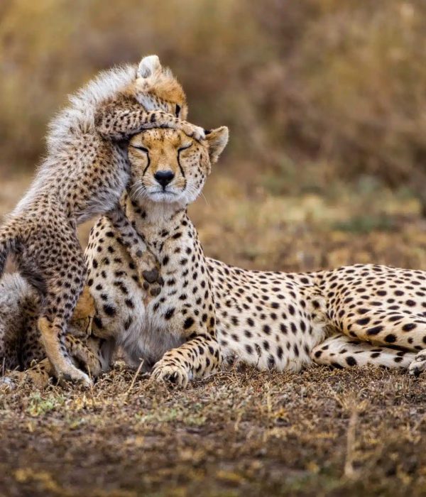 tanzania-cheetah-cubs
